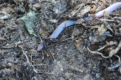 Amphisbaena vermicularis