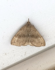 Phalaenostola eumelusalis