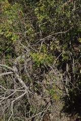 Hippobromus pauciflorus