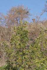 Hippobromus pauciflorus