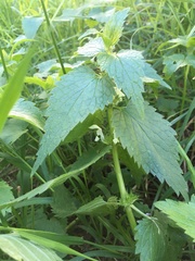 Lamium album