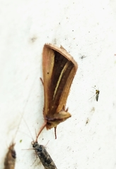 Plusia venusta