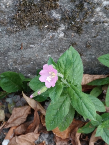 vŕbovka chlpatá (Epilobium hirsutum)