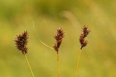 Carex pachystachya