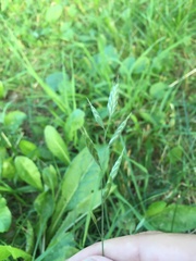 Bromus hordeaceus