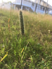 Phleum pratense
