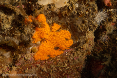 Styelidae