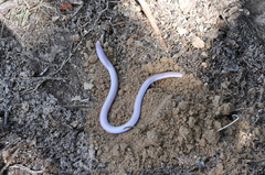 Amphisbaena vermicularis