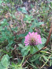 Trifolium pratense