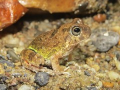 Pleurodema brachyops