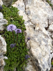 Globularia meridionalis