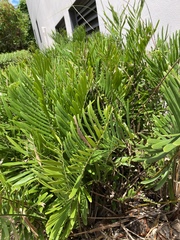 Zamia integrifolia