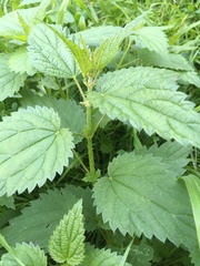 Urtica dioica