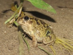 Pleurodema brachyops