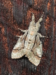 Dasychira obliquata