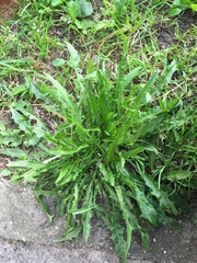 Scorzoneroides autumnalis