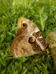 Opsiphanes bogotanus