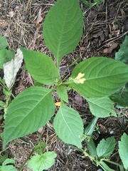 Impatiens parviflora