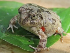 Pleurodema brachyops