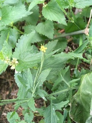 Sisymbrium officinale