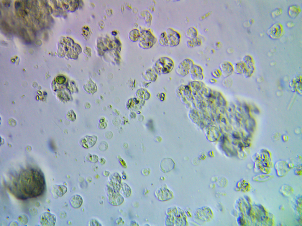 fragile freshwater sponge
