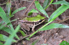 Lithobates palmipes