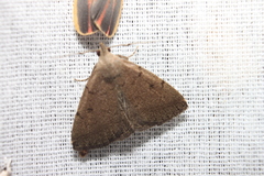 Zanclognatha martha