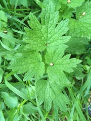 Leonurus quinquelobatus