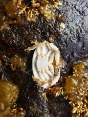 Cryptolithodes sitchensis