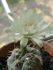Gymnocalycium