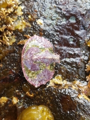 Cryptolithodes sitchensis