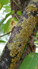 Xanthoria parietina