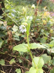 Stellaria aquatica