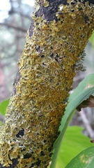 Xanthoria parietina