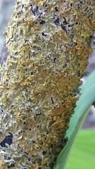 Xanthoria parietina