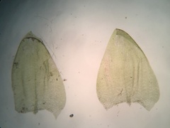 Hygrohypnum luridum
