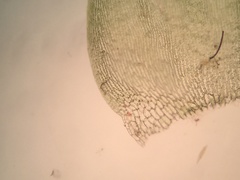 Hygrohypnum luridum