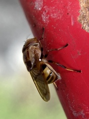 Copestylum chalybescens