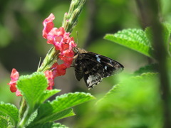 Codatractus bryaxis