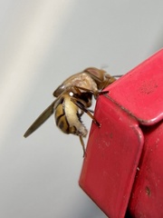 Copestylum chalybescens