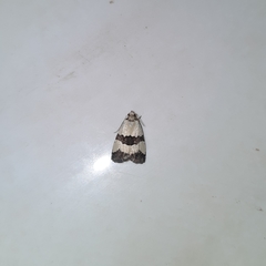 Maliattha quadripartita