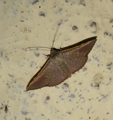 Banisia