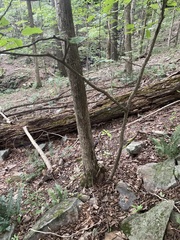 Tilia americana americana