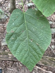 Tilia americana americana