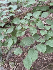 Tilia americana americana