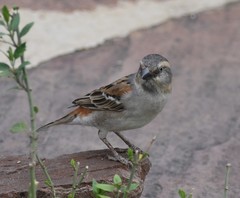 Passer rufocinctus