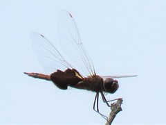 Tramea carolina