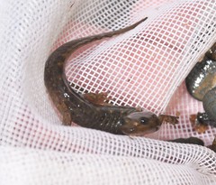Desmognathus marmoratus