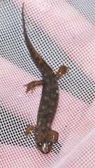 Desmognathus marmoratus
