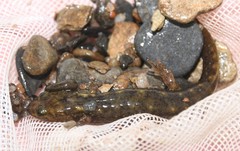 Desmognathus marmoratus
